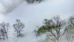 Nhà trị liệu EMDR được chứng nhận (EMDR accredited practitioner)